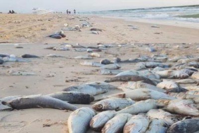 Mauritanie : Une importante quantité de poissons morts échouent sur une plage