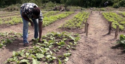 Côte d'Ivoire : Agriculture, une dotation de 131,5 milliards de FCFA annoncées pour les filières organisées et celles des légumières et maraîchères