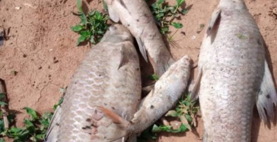 Burkina Faso : Morts suspectes de poissons dans le fleuve Mouhoun, le cyanure pas à l'origine