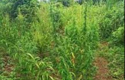 Côte d'Ivoire : Un jeune planteur de cannabis écope de 10 ans de prison ferme  et est interdit de paraître hors de sa région d'origine durant 03 ans