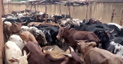 Burkina Faso : La police mène la lutte contre la divagation animale, une soixantaine de bœufs en fourrière