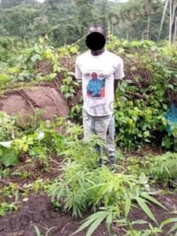 Côte d'Ivoire : Man, un champ de 200 pieds de cannabis découvert dans un village