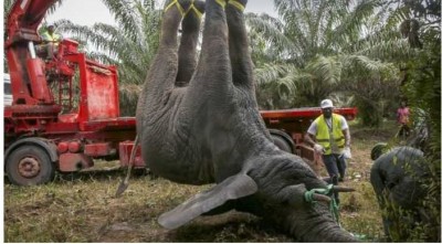 Côte d'Ivoire : Sorti de sa réserve, l'éléphant « Hamed » se signale à travers les mêmes attitudes à  Bouaké et Dabakala, réaction du Ministère des Eaux et Forêts