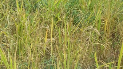 Côte d'Ivoire :    Région du Poro, la production de riz menacée par la pyriculariose, le CNRA propose la culture des variétés pluviales strictes CRAM1, CRAM2, CRAM3 et CRAM4