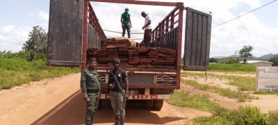 Côte d'Ivoire : Exploitation forestière au-dessus du 8e Parallèle,  la SODEFOR met fin aux pratiques d'un réseau de fossoyeurs, qui se cache derrière ces agissements à répétition ?