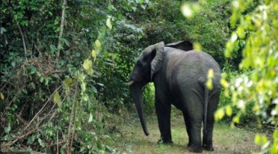 Côte d'Ivoire : Après « Hamed », un autre éléphant se signale à Lakota et blesse grièvement un paysan