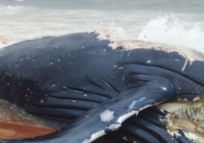 Côte d'Ivoire : Une baleine en putréfaction sur une plage de Sassandra dans l'indifférence mais avec l'odeur