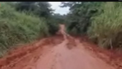 Côte d'Ivoire : Gueyo, une partie de récolte de miel qui vire au drame, un jeune décède terrassé par un arbre