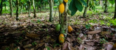 Côte d'Ivoire : Agroforesterie, la pratique de la  cacaoculture durable une réalité dans les Bas-Sassandra