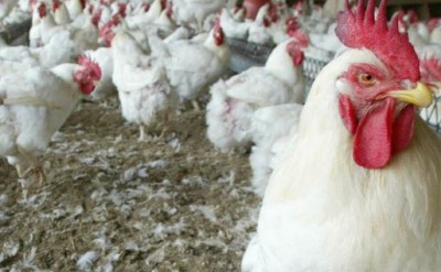 Côte d'Ivoire :   Élimination du virus H5N1, un plan de lutte contre la grippe aviaire d'un coût de 979,4 millions de FCFA adopté