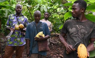 Côte d'Ivoire: Ouverture de la campagne commerciale 2021-2022 du cacao, le prix bord champ du kilogramme de la fève fixé demain par le Conseil café-cacao