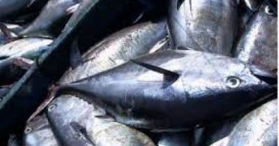 Côte d'Ivoire : Pénurie du « Faux thon » sur les marchés, les précisions   du Port Autonome d'Abidjan (PAA)