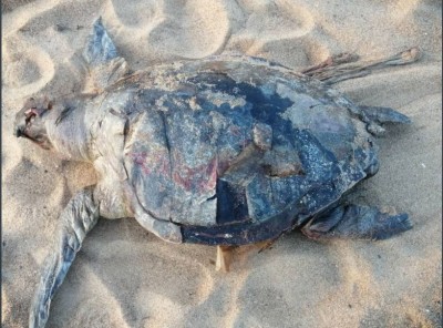 Côte d'Ivoire : Fresco, lutte contre le braconnage des tortues marines, l'appel du Maire Fulbert Beugrefoh