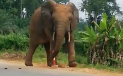 Côte d'Ivoire : Drame à Didiévi, un élève tué par un éléphant