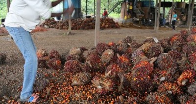 Côte d'Ivoire : Le Gouvernement dissout le FER-PALMIER et annonce la nomination d'un liquidateur