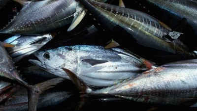 Côte d'Ivoire :  Plafonnement du prix du faux thon, les acteurs de la filière félicitent le Gouvernement