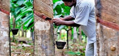 Côte d'Ivoire :   Le kilo d'hévéa fixé à 344 FCFA pour janvier, un nouveau mécanisme de fixation de prix adopté pour février 2022