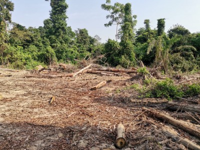 Côte d'Ivoire : Le Maire de Fresco dénonce la destruction massive du couvert forestie...