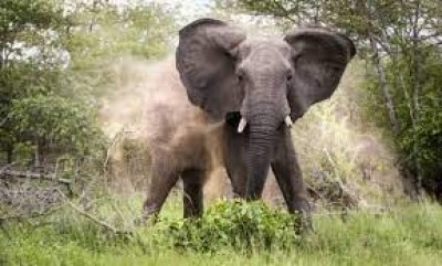 Ouganda : Un touriste saoudien piétiné à mort par un éléphant dans un parc