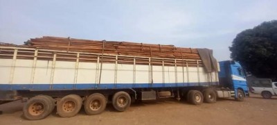 Côte d'Ivoire : 02 camions transportant illégalement du bois saisis à Kani