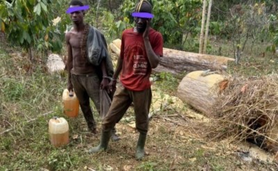 Côte d'Ivoire : Forêt classée d'Okromodou, des scieurs mis aux arrêts et conduits devant la justice, 500 madriers saisis