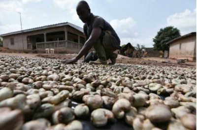 Côte d'Ivoire : Noix de Cajou, des transformateurs locaux déplorent  leur  mise à l'écart  dans les exportations d'amandes