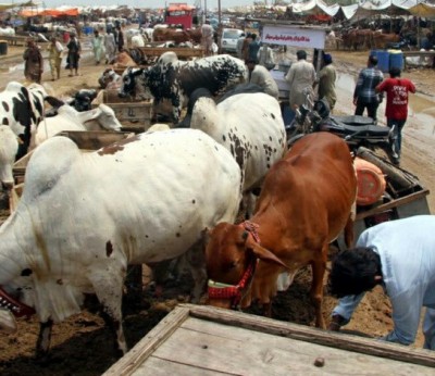 Nigeria: Huit civils et 51 vaches tués dans une attaque armée contre un marché dans l'Etat d' Abia