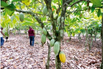 Côte d'Ivoire : « Cacao ivoirien issu de la déforestation », l'Institut des ressources mondiales (IRM)  désavoue des parlementaires européens