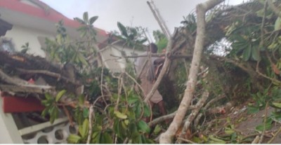 Côte d'Ivoire : Mairie de Grand-Bassam,  un tronc du fromager  centenaire cède, deux morts dont un enfant