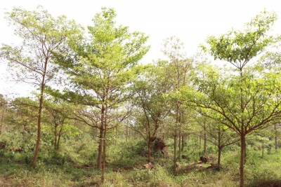 Côte d'Ivoire : Reboisement, l'exemple réussi d'un partenariat avec l'operateur EMBD