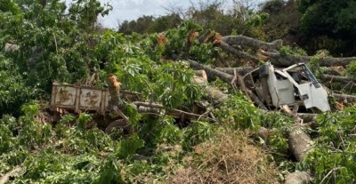 Côte d'Ivoire : Worofla, l'abattage d'un fromager vire au drame, 01 mort et des blessés