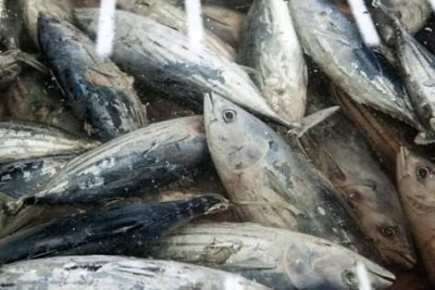 Cameroun : Saisie et destruction de 5 tonnes de poissons avariés et pourris