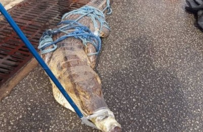 Côte d'Ivoire : Cocody, la présence de deux sauriens  en divagation signalée