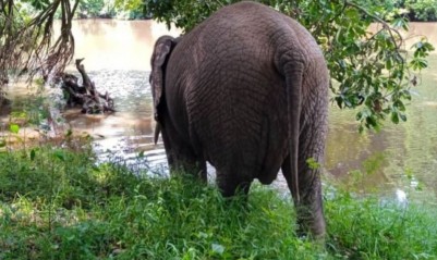 Côte d'Ivoire : Cohabitation difficile entre hommes et un éléphant à Toulepleu, l'appel du Ministère des Eaux et Forêts