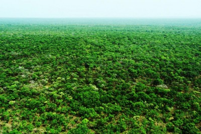 Côte d'Ivoire : Lutte contre la désertification et la sécheresse, les initiatives en faveur du projet « La Grande Muraille Verte »