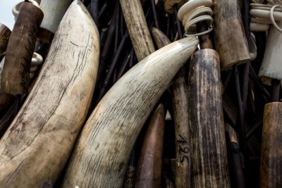 RDC : Saisie record d'une  tonne et demie d'ivoire à Lubumbashi, trois trafiquants arrêtés