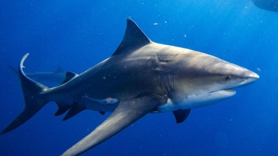 Egypte: Deux touristes européennes tuées par un requin en mer rouge