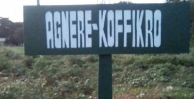 Côte d'Ivoire : Dimbokro (Agnéré-Koffikro), des éléphants détruisent les champs des populations, le Ministère des eaux et Forêts interpellé