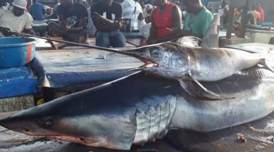 Côte d'Ivoire : Secteur du thon, guéguerre au port de pêche d'Abidjan, les protagonistes reçus autour d'une table par leurs tutelles, ce qui a été décidé