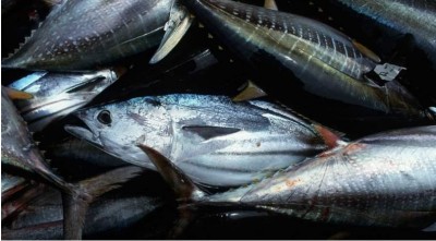 Côte d'Ivoire : Marche annoncée samedi au Port d'Abidjan et pourtant la mesure de plafonnement des prix du faux thon a pris fin le 22 juin dernier