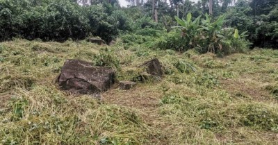 Côte d'Ivoire : Plusieurs destructeurs des forêts classées seront traduits devant les tribunaux pour répondre de leurs actes