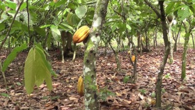 Côte d'Ivoire : Les eurodéputés  adoptent un texte qui interdit de territoire européen des  produits issus de la déforestation en provenance du pays