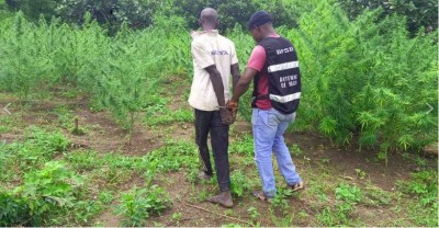Côte d'Ivoire : Sémien, découverte d'une plantation d'un demi-hectare de cannabis, un suspect interpellé