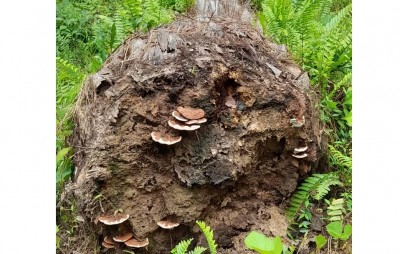 Côte d'Ivoire : Les plantations de palmiers à huile confrontées à la maladie du type Ganoderma, les dispositions du CNRA et ses partenaires