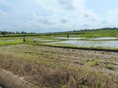 Côte d'Ivoire : 1 116 ha de riz aménagés par le Projet de Pôle agro-industriel du Bélier (2PAI-Bélier) depuis 2018