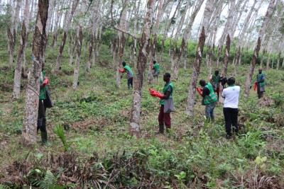 Côte d'Ivoire :    Filière hévéa, plus de 1500 emplois créés en zone rurale grâce à la formation des saigneurs