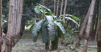 Côte d'Ivoire :   Changement climatique / déforestation, la culture de l'hévéa pour revaloriser les zones dites marginales de l'ancienne boucle du cacao dont Bocanda