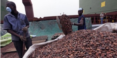 Côte d'Ivoire : Filière Cacao, les exportateurs locaux pourraient continuer de bénéficier des subventions plutôt  que d'opter pour la transformation locale