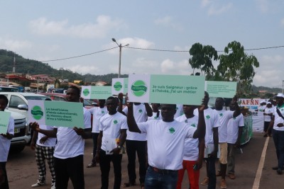 Côte d'Ivoire:    Hévéaculture intelligente, pour l'amélioration des revenus des planteurs, l'APROMAC encourage l'association de l'hévéa aux cultures vivrières