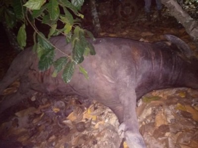 Côte d'Ivoire : Braconnage, un buffle abattu en forêt classée de Sangoué, les enquêteurs à pied d'œuvre pour démasquer les auteurs de cet acte